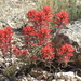 Desert Paintbrush - Photo (c) Jim Morefield, some rights reserved (CC BY)