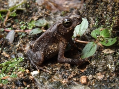 Rhinella sternosignata