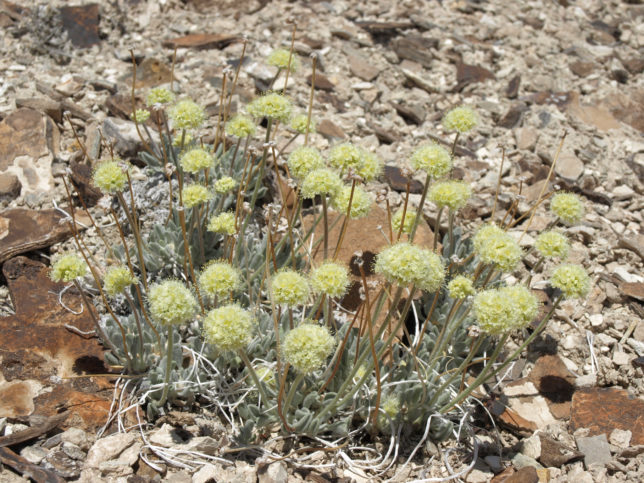 Eriogonum tiehmii