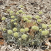 Tiehm's Buckwheat - Photo (c) Jim Morefield, some rights reserved (CC BY), uploaded by Jim Morefield