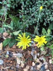 Hieracium