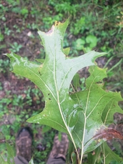 Quercus ellipsoidalis