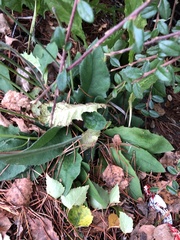 Hieracium