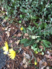 Hieracium