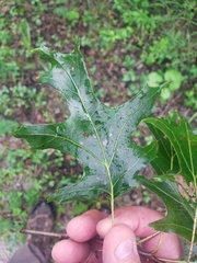 Quercus ellipsoidalis