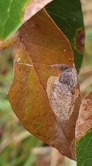 Coptotriche castaneaeella