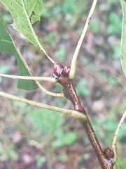 Quercus ellipsoidalis