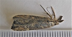 Hypena humuli