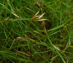 Anthochortus graminifolius