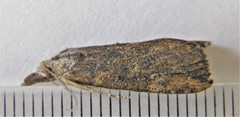 Hypena humuli