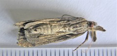 Hypena humuli