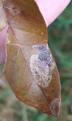 Coptotriche castaneaeella