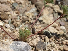 Ipomopsis polycladon