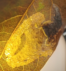 Coptotriche castaneaeella