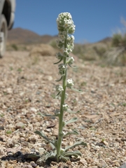 Oreocarya hoffmannii