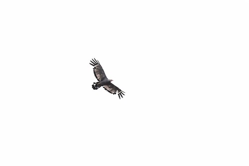 African Harrier-Hawk