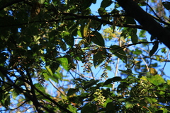 Acer davidii