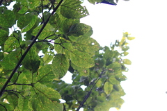 Acer davidii