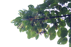 Acer davidii
