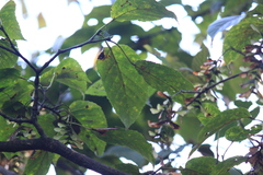 Acer davidii