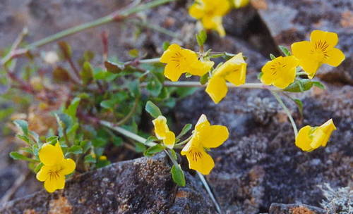 Viola paradoxa image