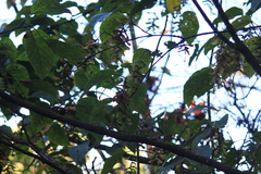 Acer davidii