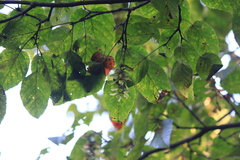 Acer davidii