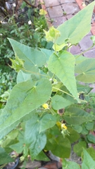 Abutilon hypoleucum
