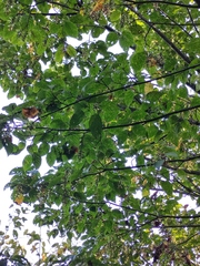 Acer davidii