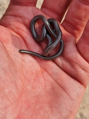 Leptotyphlops scutifrons