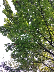 Acer davidii