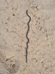 Leptotyphlops scutifrons