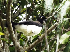 Cyanocorax affinis
