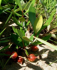 Eugenia albanensis