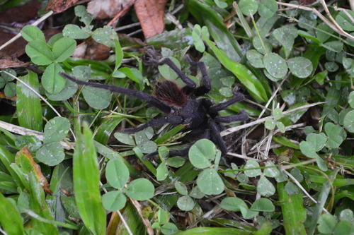 Acentropelma
