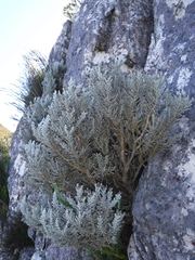 Atrichantha gemmifera