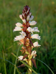 Satyrium sphaerocarpum