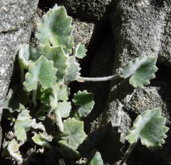 Centella flexuosa