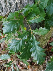 Quercus petraea