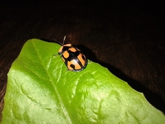 Botanochara angulata