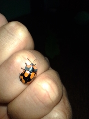 Botanochara angulata