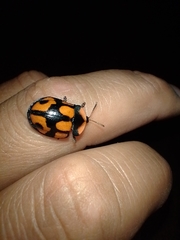 Botanochara angulata