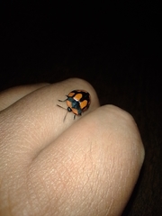 Botanochara angulata