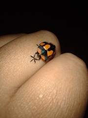 Botanochara angulata