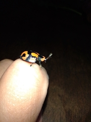 Botanochara angulata