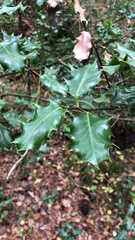 Ilex aquifolium