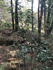 Ilex aquifolium