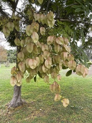 Koelreuteria paniculata