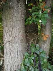 Quercus petraea