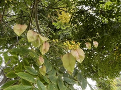 Koelreuteria paniculata